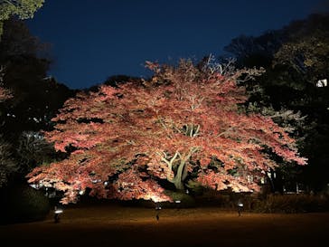 六義園に投稿された画像（2023/12/2）