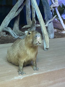 カワスイ 川崎⽔族館に投稿された画像（2023/12/2）