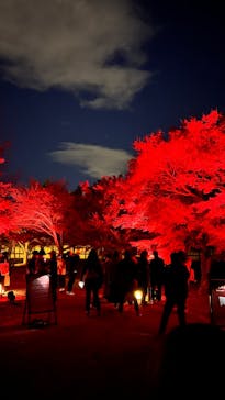 NAKED meets 二条城 2025 観月に投稿された画像（2023/12/2）