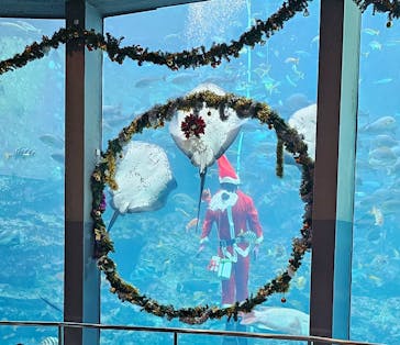 下田海中水族館に投稿された画像（2023/12/2）