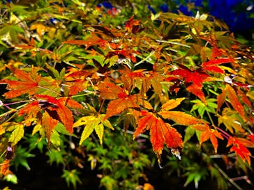 六義園に投稿された画像（2023/12/2）