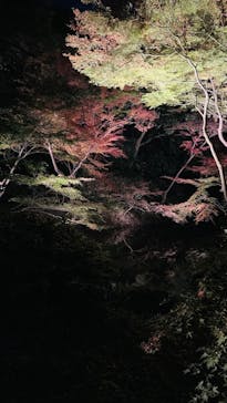 六義園に投稿された画像（2023/12/2）