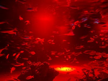 サンシャイン水族館に投稿された画像（2023/12/2）