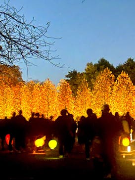 NAKED 紅葉の新宿御苑2023に投稿された画像（2023/12/2）