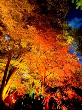 NAKED 紅葉の新宿御苑2023に投稿された画像（2023/12/2）