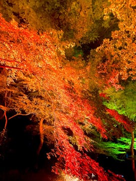 NAKED 紅葉の新宿御苑2023に投稿された画像（2023/12/2）