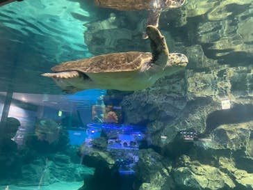 名古屋港水族館に投稿された画像（2023/12/2）