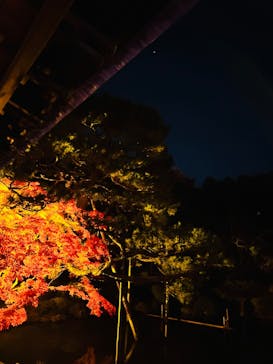 NAKEDヨルマイリ 2025-26 平安神宮に投稿された画像（2023/12/2）