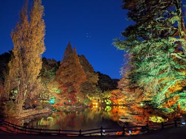 NAKED 紅葉の新宿御苑2023に投稿された画像（2023/12/2）