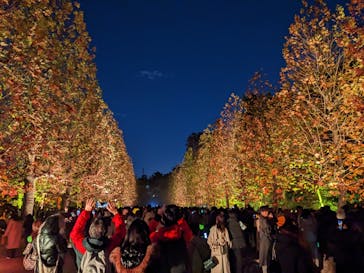 NAKED 紅葉の新宿御苑2023に投稿された画像（2023/12/2）