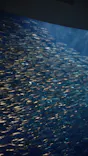 名古屋港水族館に投稿された画像（2023/12/3）
