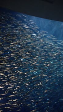 名古屋港水族館に投稿された画像（2023/12/2）