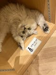 猫カフェモカ　イオンモール甲府昭和店に投稿された画像（2023/11/17）