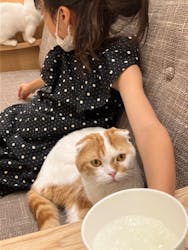 猫カフェモカ　イオンモール甲府昭和店に投稿された画像（2023/11/17）