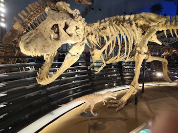 福井県立恐竜博物館に投稿された画像（2023/12/2）