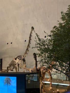 福井県立恐竜博物館に投稿された画像（2023/12/3）