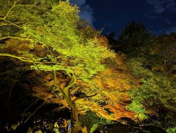 NAKED 紅葉の新宿御苑2023に投稿された画像（2023/12/3）