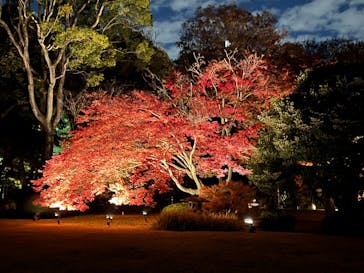 六義園に投稿された画像（2023/12/3）