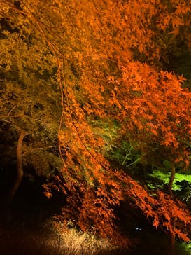 NAKED 紅葉の新宿御苑2023に投稿された画像（2023/12/3）