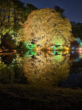 NAKED 紅葉の新宿御苑2023に投稿された画像（2023/12/3）