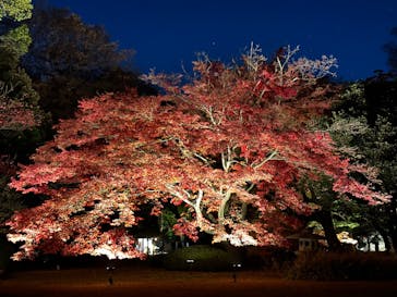 六義園に投稿された画像（2023/12/3）