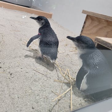 AOAO SAPPOROに投稿された画像（2023/12/3）