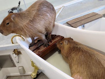 アニタッチみなとみらいに投稿された画像（2023/12/3）