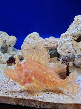 サンシャイン水族館に投稿された画像（2023/12/3）