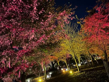 NAKED meets 二条城 2025 観月に投稿された画像（2023/12/3）