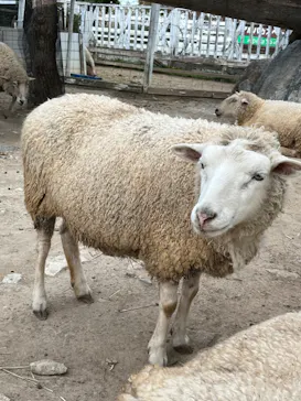 神戸どうぶつ王国に投稿された画像（2023/12/3）