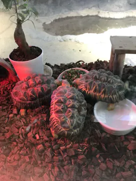 天王寺動物園に投稿された画像（2023/12/3）