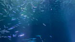 名古屋港水族館に投稿された画像（2023/12/3）