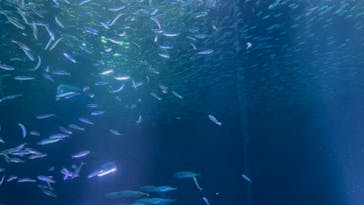 名古屋港水族館に投稿された画像（2023/12/3）