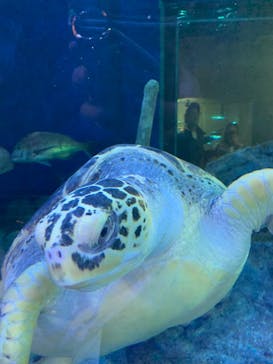 しながわ水族館に投稿された画像（2023/12/3）