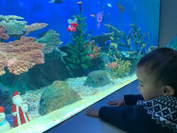 しながわ水族館に投稿された画像（2023/12/3）