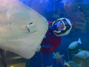 しながわ水族館に投稿された画像（2023/12/3）