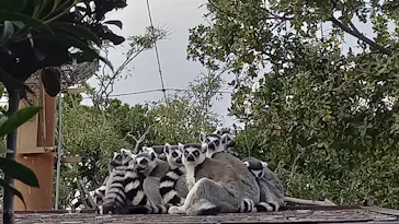 神戸どうぶつ王国に投稿された画像（2023/12/3）