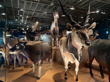 国立科学博物館に投稿された画像（2023/12/3）