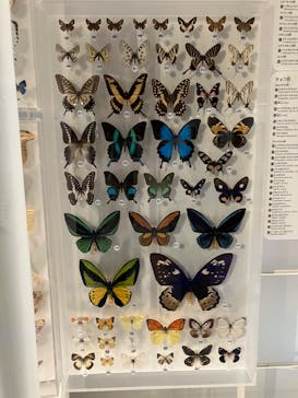 国立科学博物館に投稿された画像（2023/12/3）