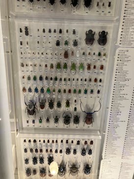 国立科学博物館に投稿された画像（2023/12/3）