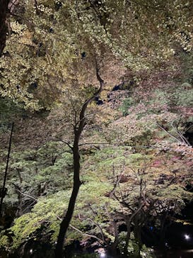 六義園に投稿された画像（2023/12/3）