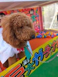 IPCわんわん動物園に投稿された画像（2023/12/3）