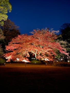 六義園に投稿された画像（2023/12/3）