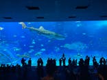 沖縄美ら海水族館に投稿された画像（2023/12/3）