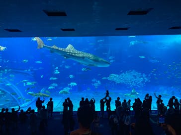 沖縄美ら海水族館に投稿された画像（2023/12/3）