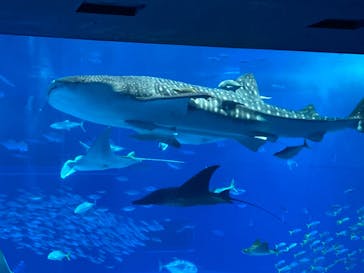 沖縄美ら海水族館に投稿された画像（2023/12/3）