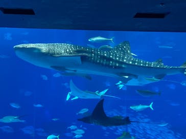 沖縄美ら海水族館に投稿された画像（2023/12/3）