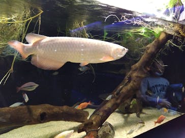 カワスイ 川崎⽔族館に投稿された画像（2023/12/3）