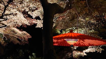 六義園に投稿された画像（2023/12/3）