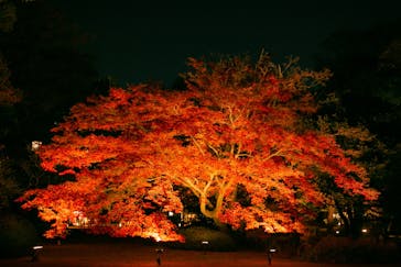 六義園に投稿された画像（2023/12/3）